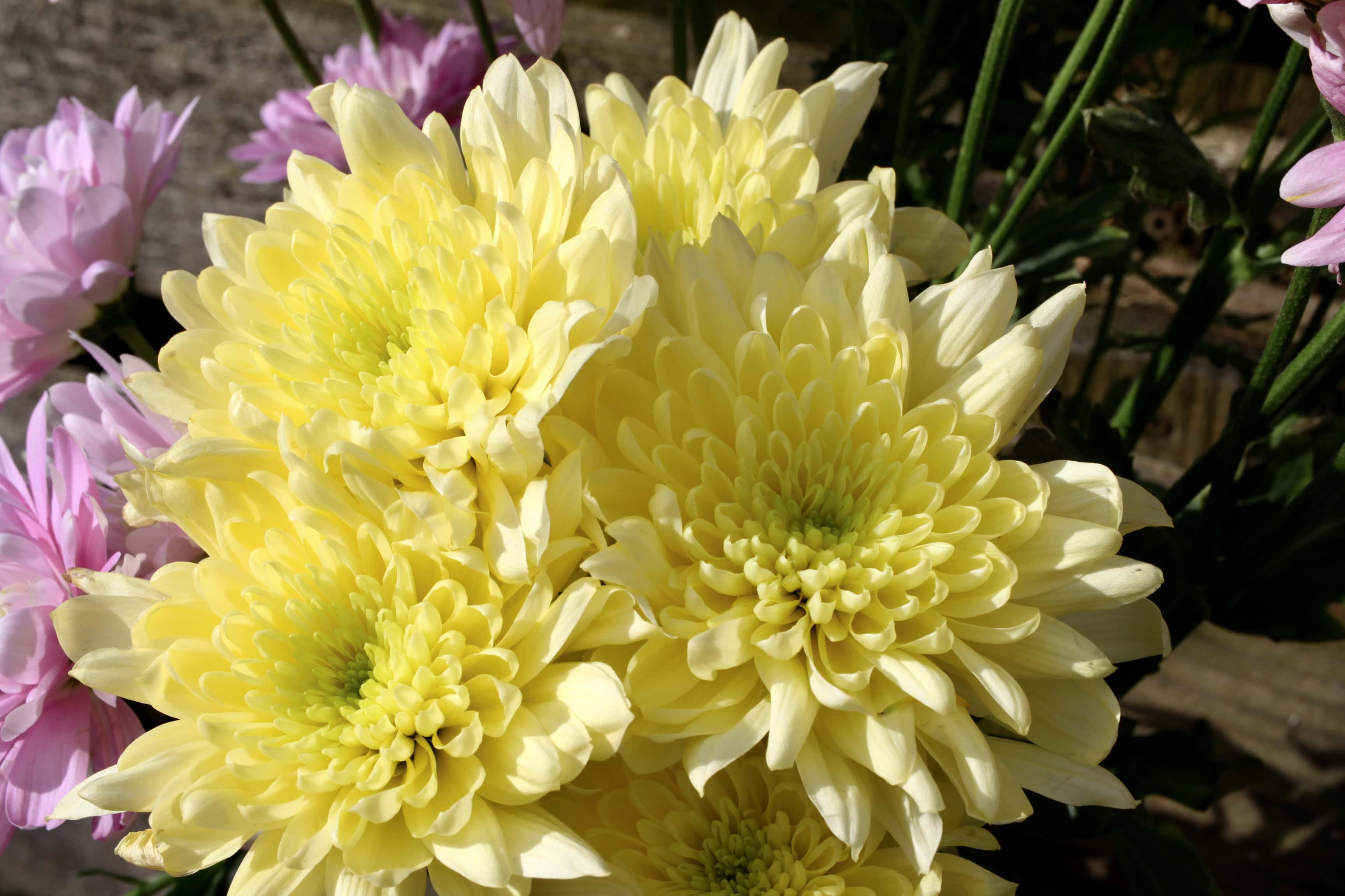 Yellow Chrysanths — FOTD Dec 02