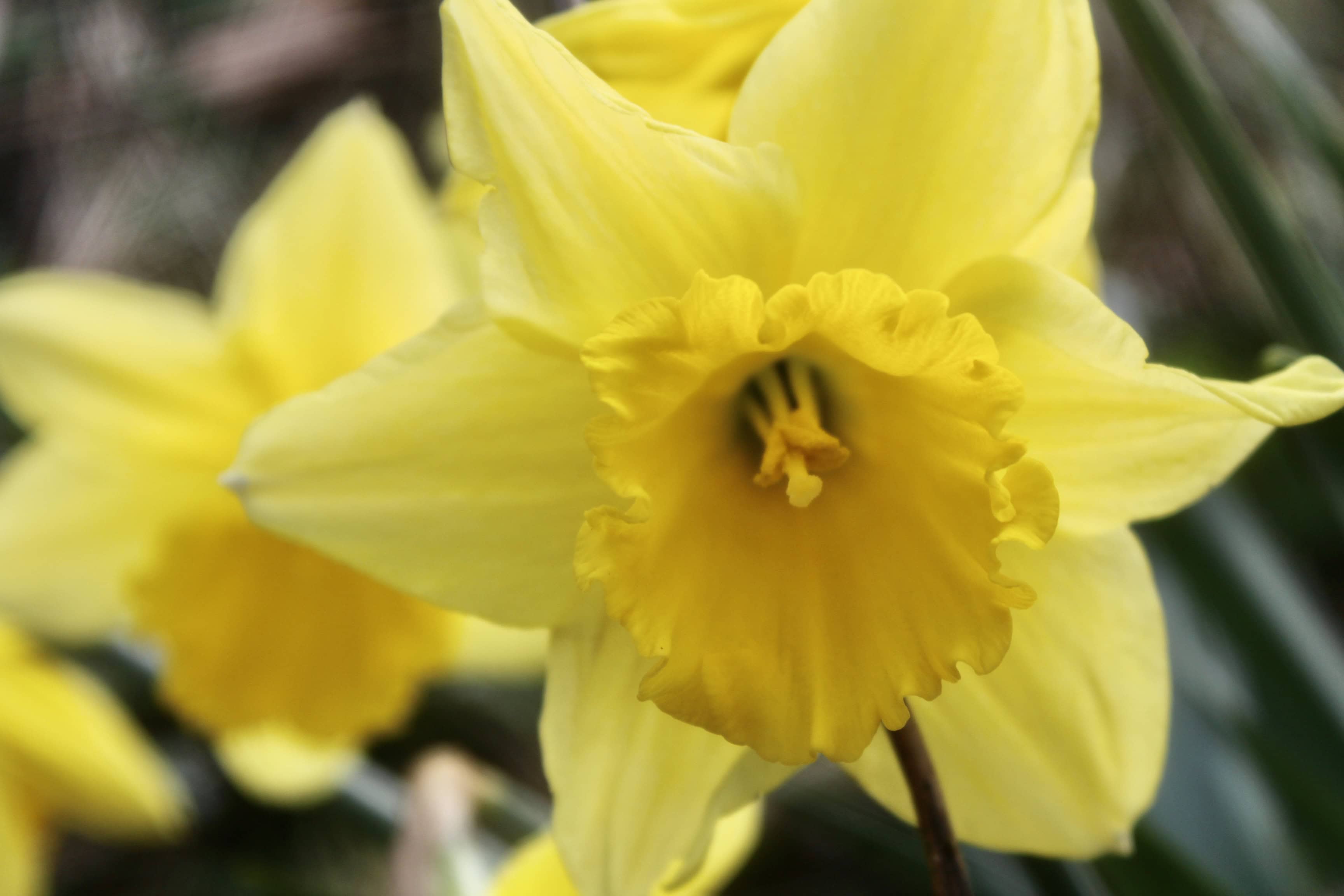 Daffodil — FOTD Nov 27