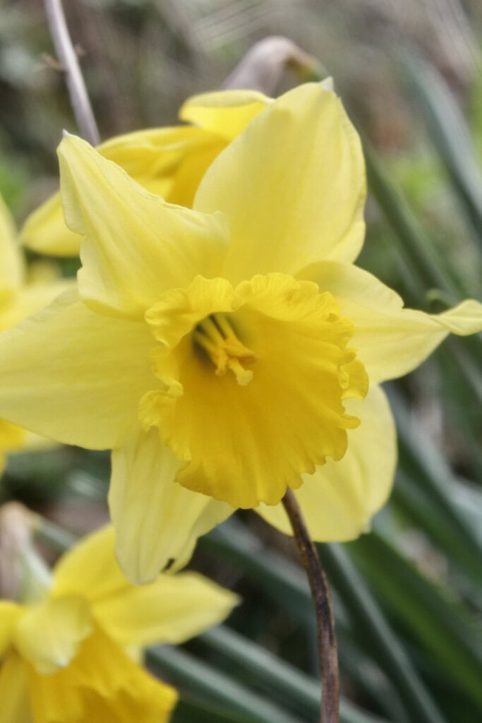 daffodil