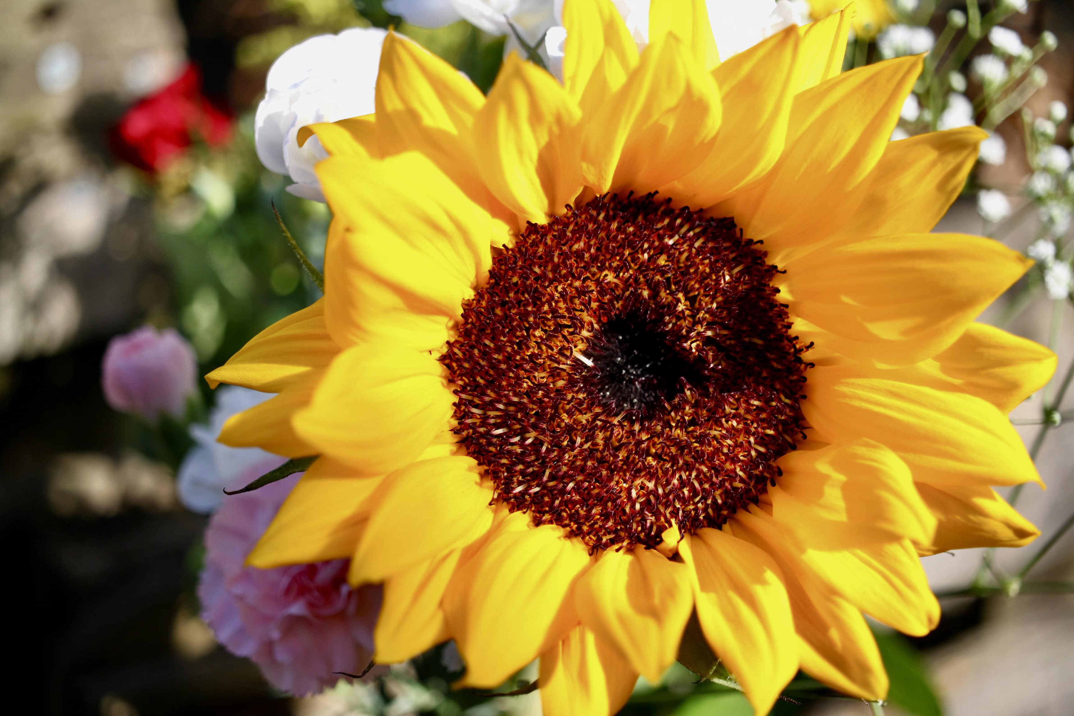 Sunflower — FOTD Nov 26
