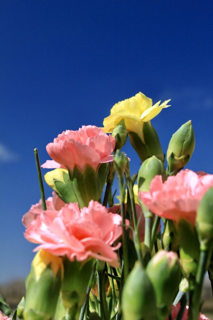 Pink & yellow carnations