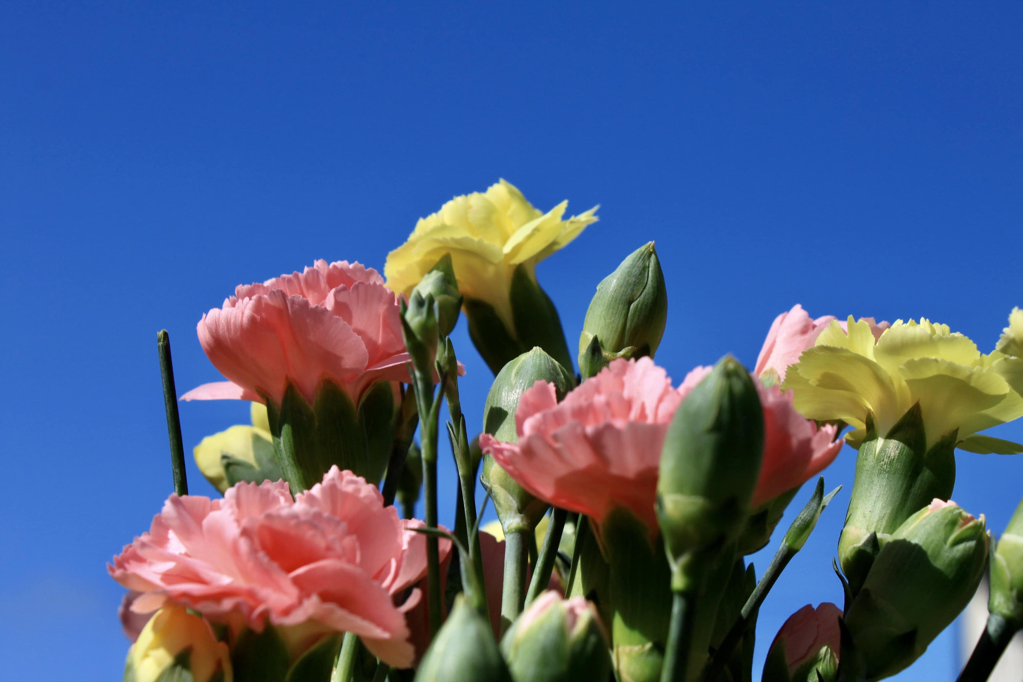 Carnations — FOTD Dec 10