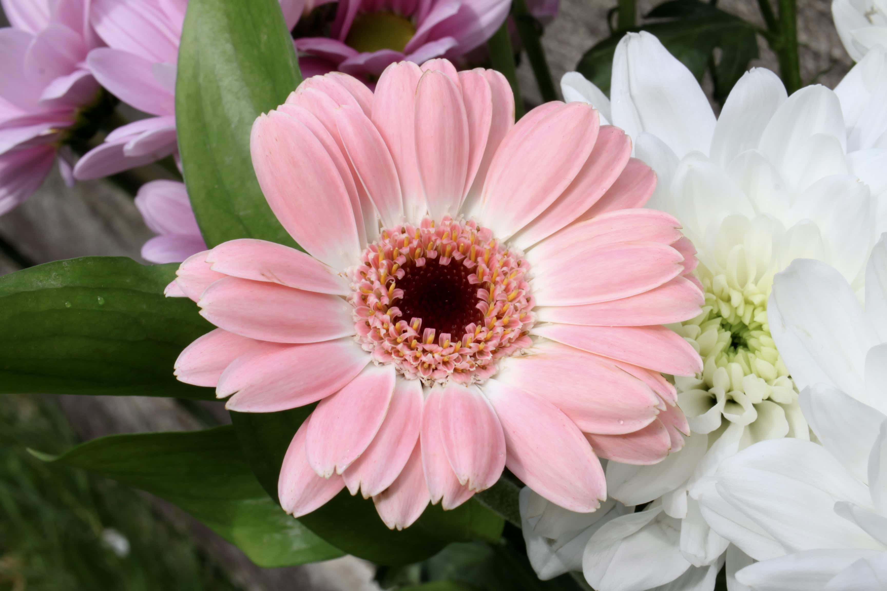 Pink Gerbera Daisy — FOTD Dec 30