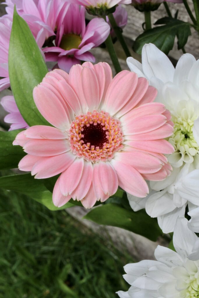 Pink gerbera daisy