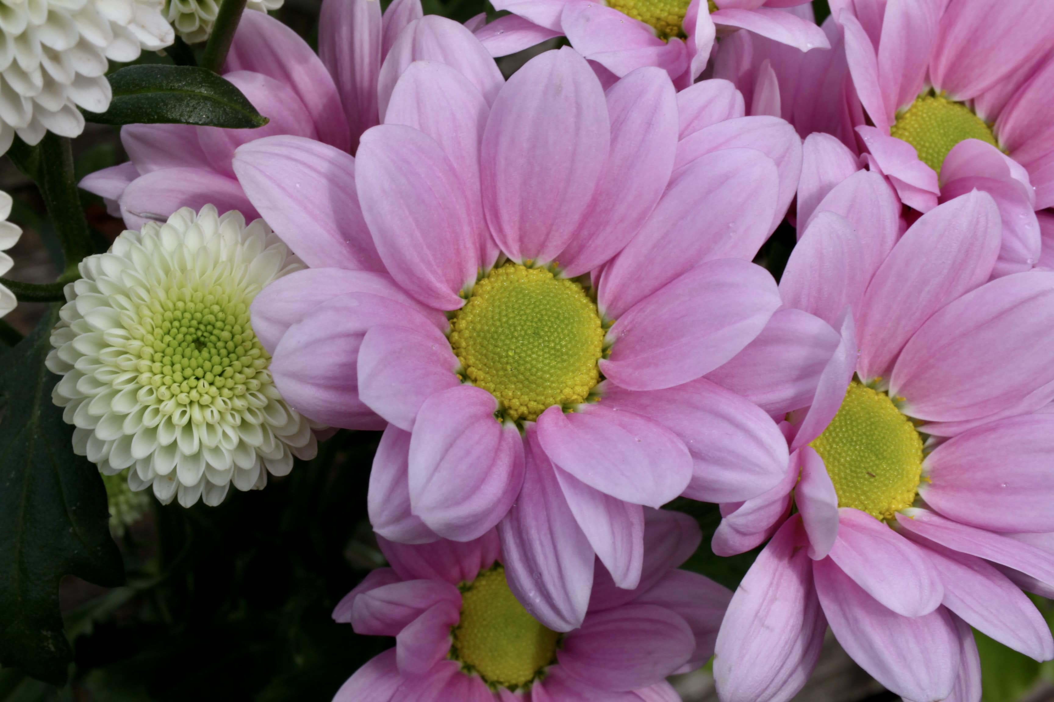Chrysanthemums — FOTD Dec 31