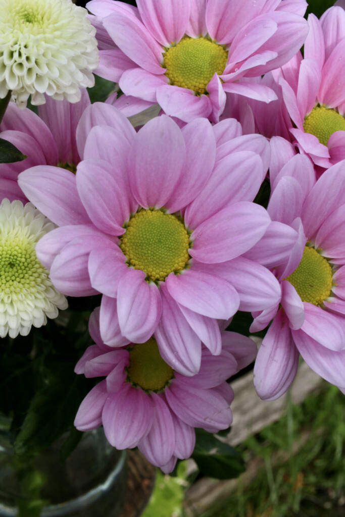 Pink Chrysanthemums