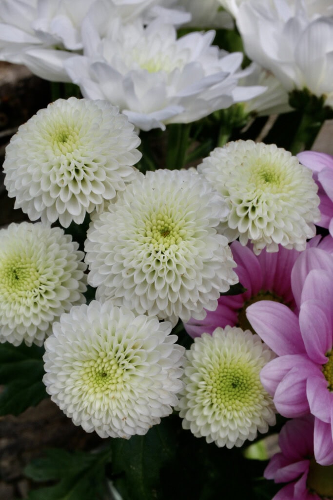 Chrysanthemum bouquet