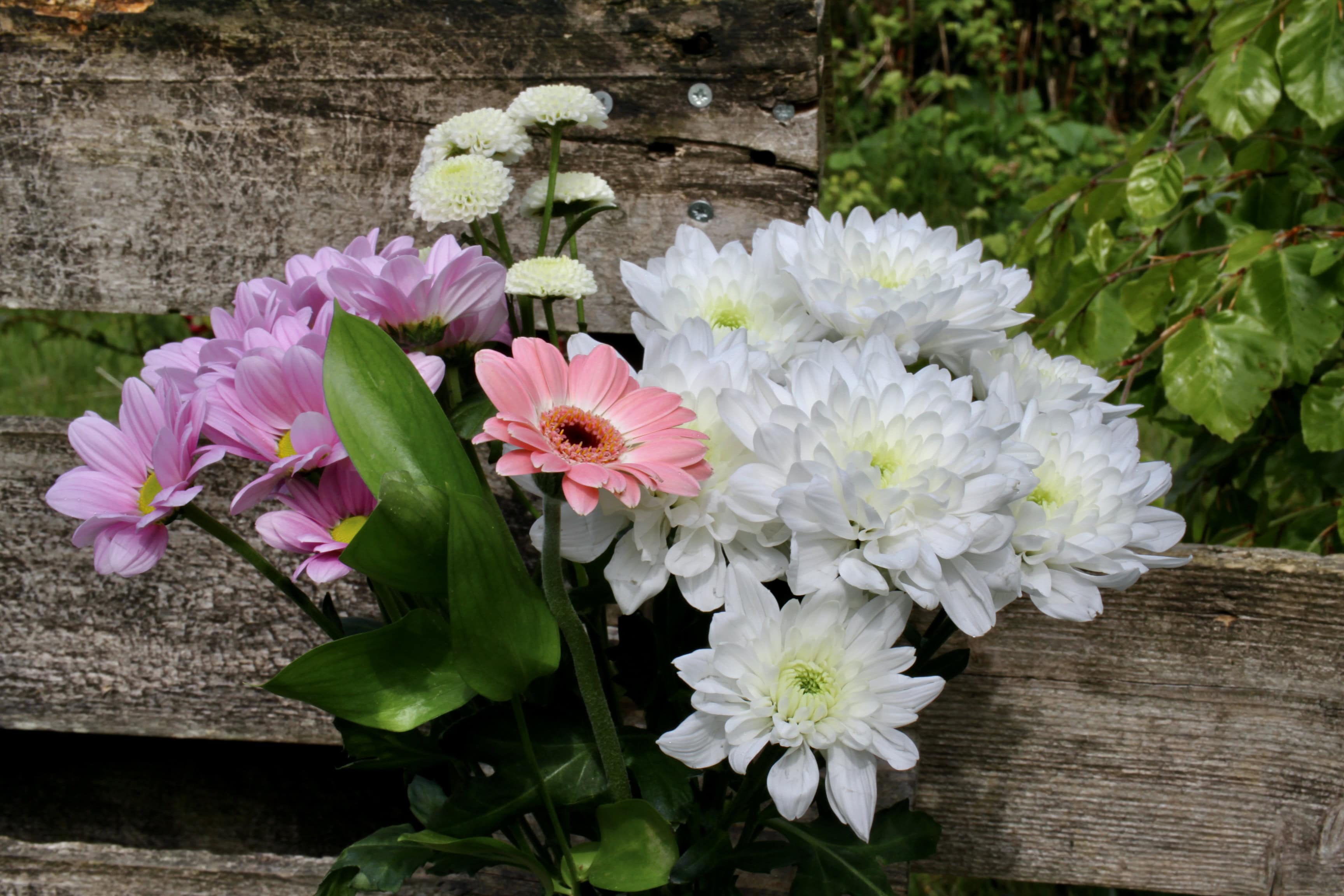 Chrysanths & a Gerbera — FOTD Jan 01
