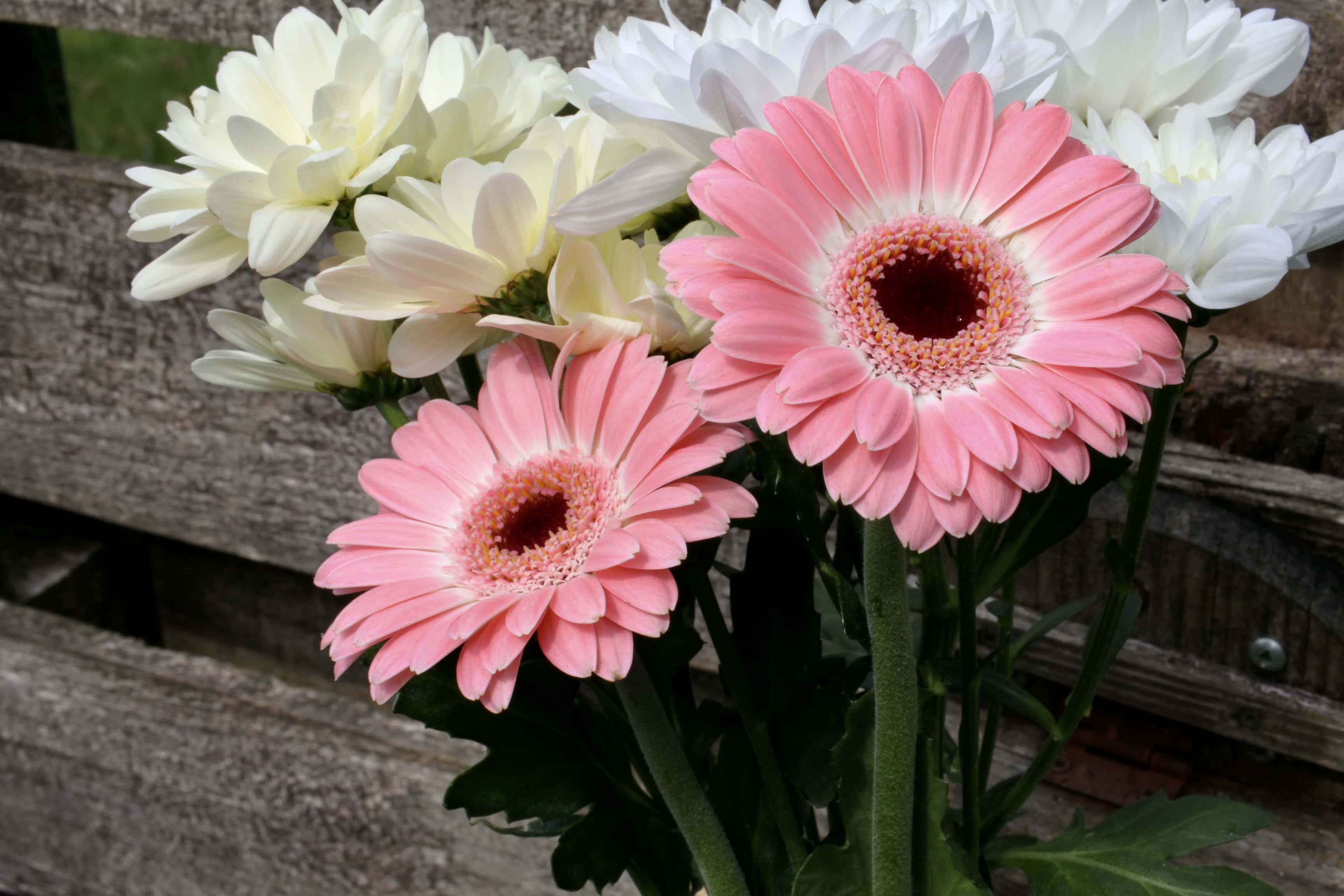 Bouquet — FOTD Jan 02