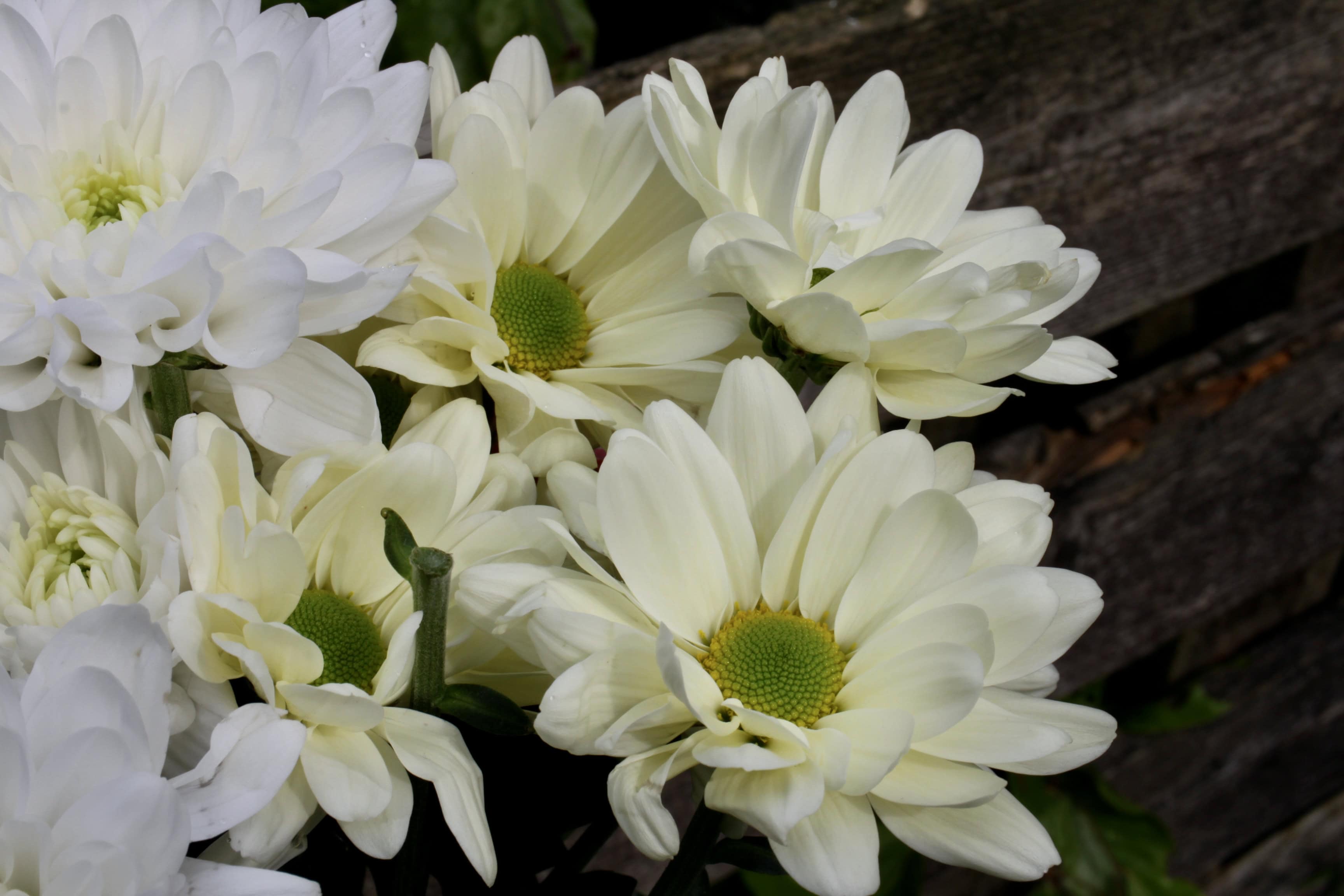 Chrysanthemums — FOTD Jan 03