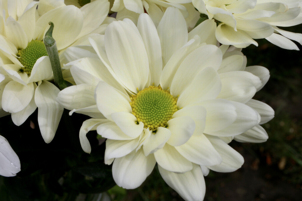 Chrysanthemums