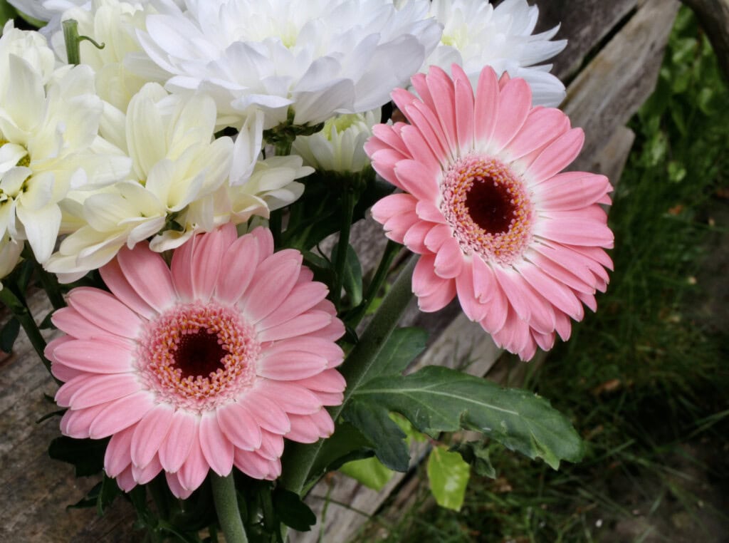 Pink Gerbera Daisies