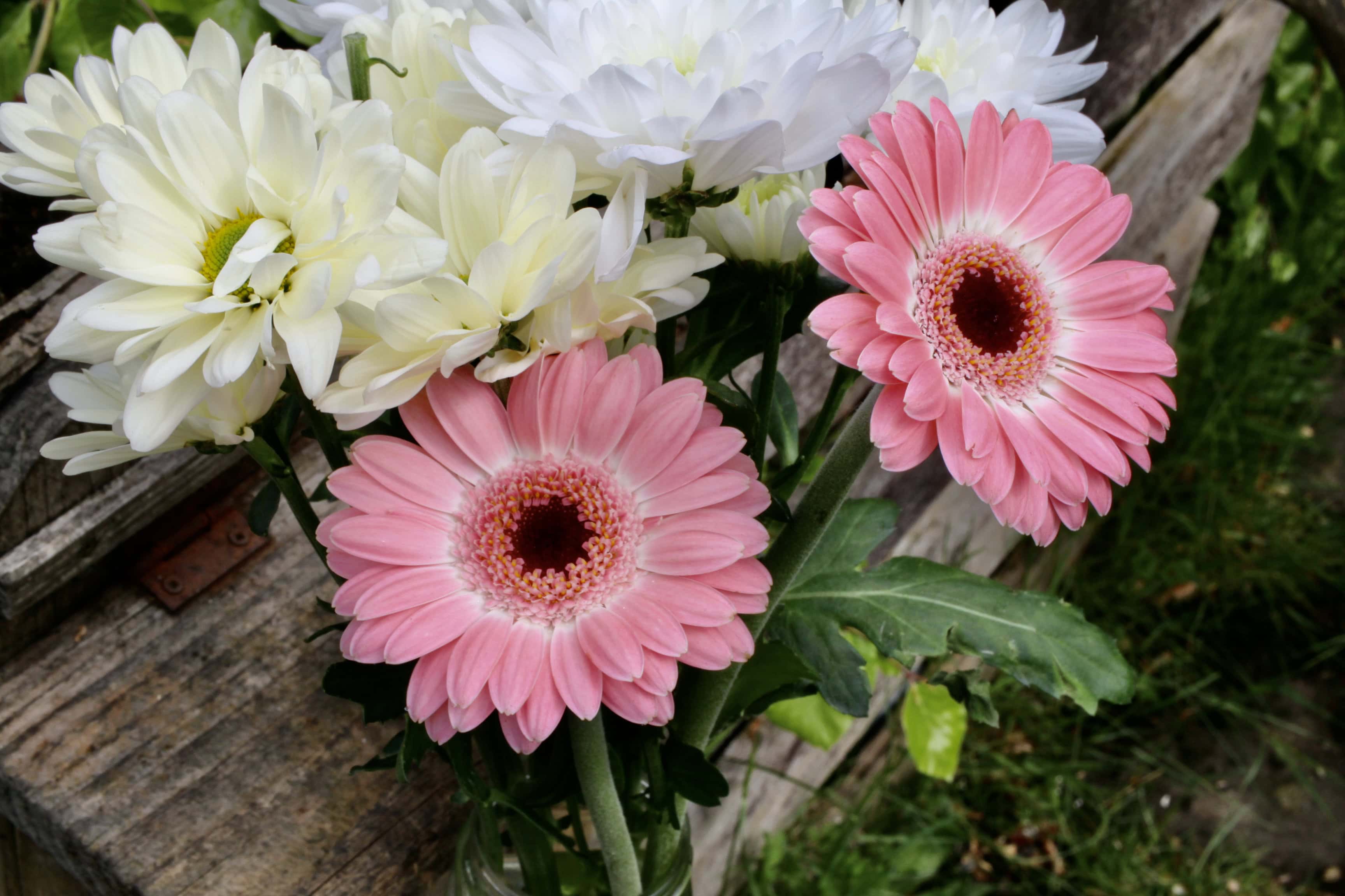 Pink Gerberas — FOTD Jan 04