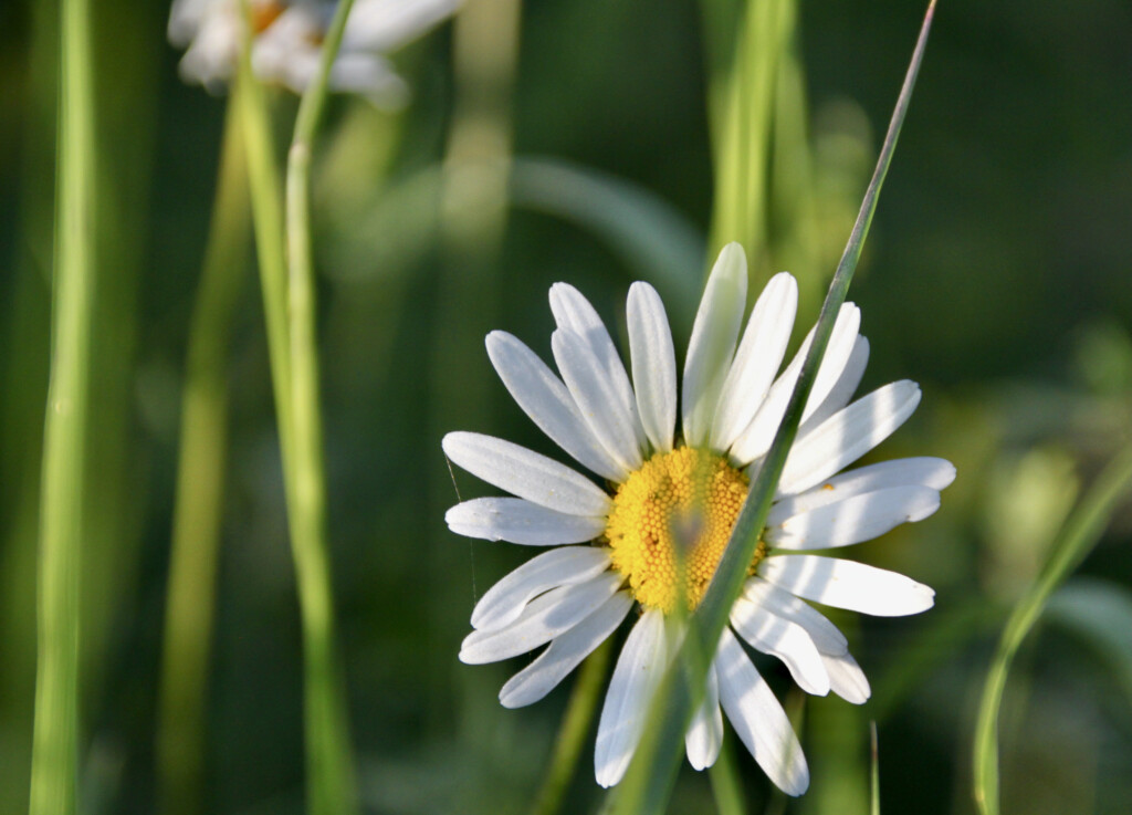 Daisy