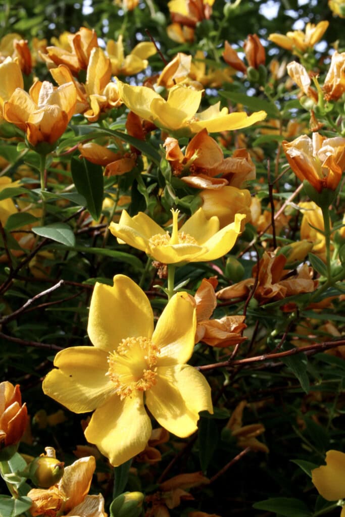 St John's Wort