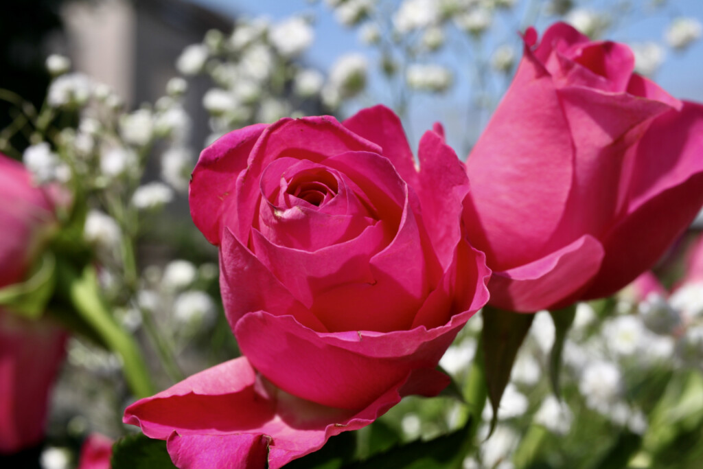 pink rose