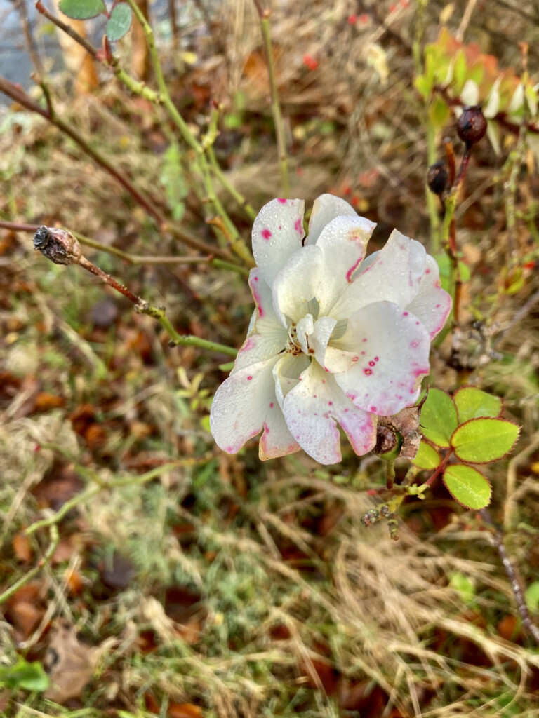 wild rose