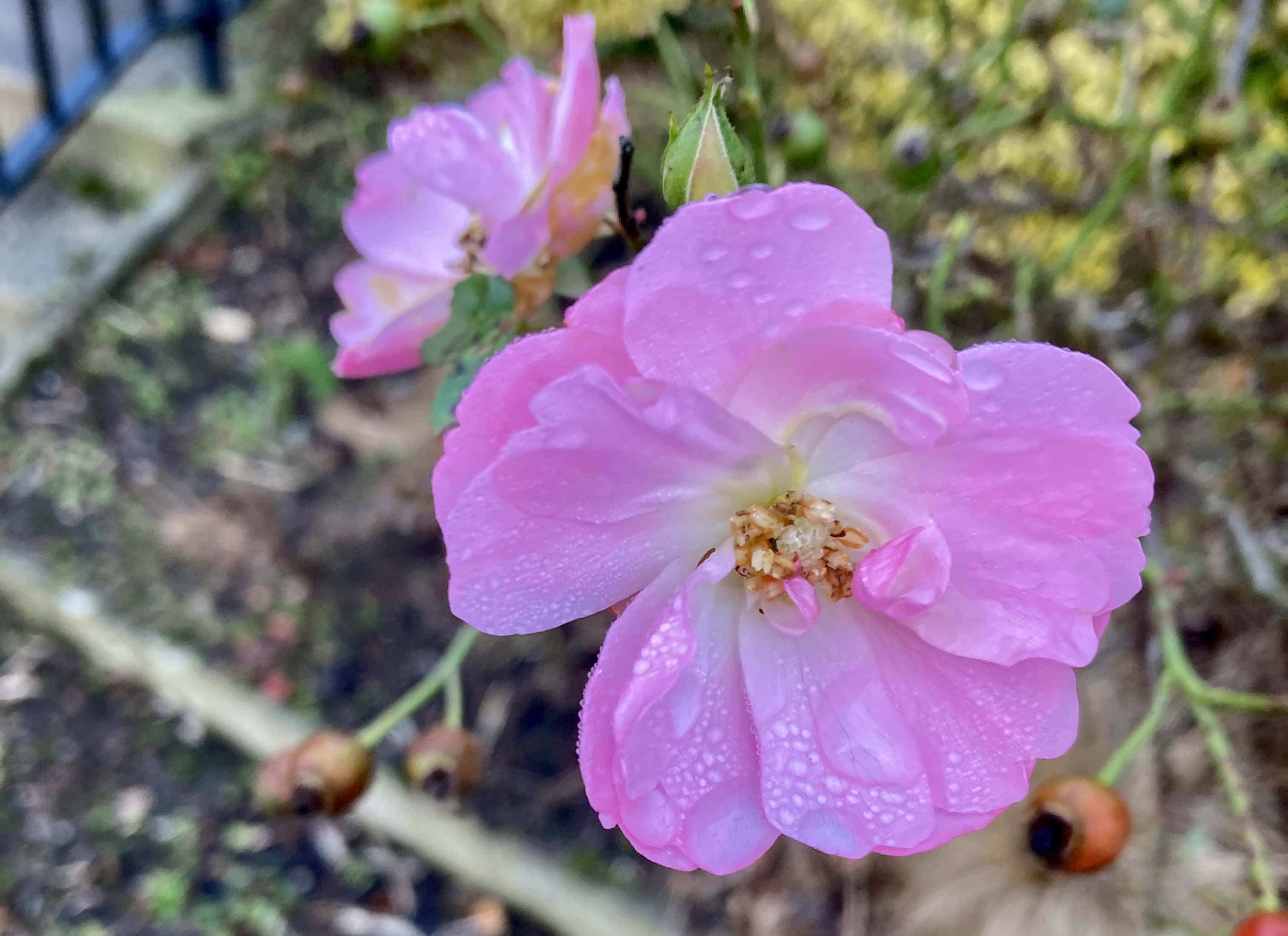 Pink Rose — FOTD Dec 21