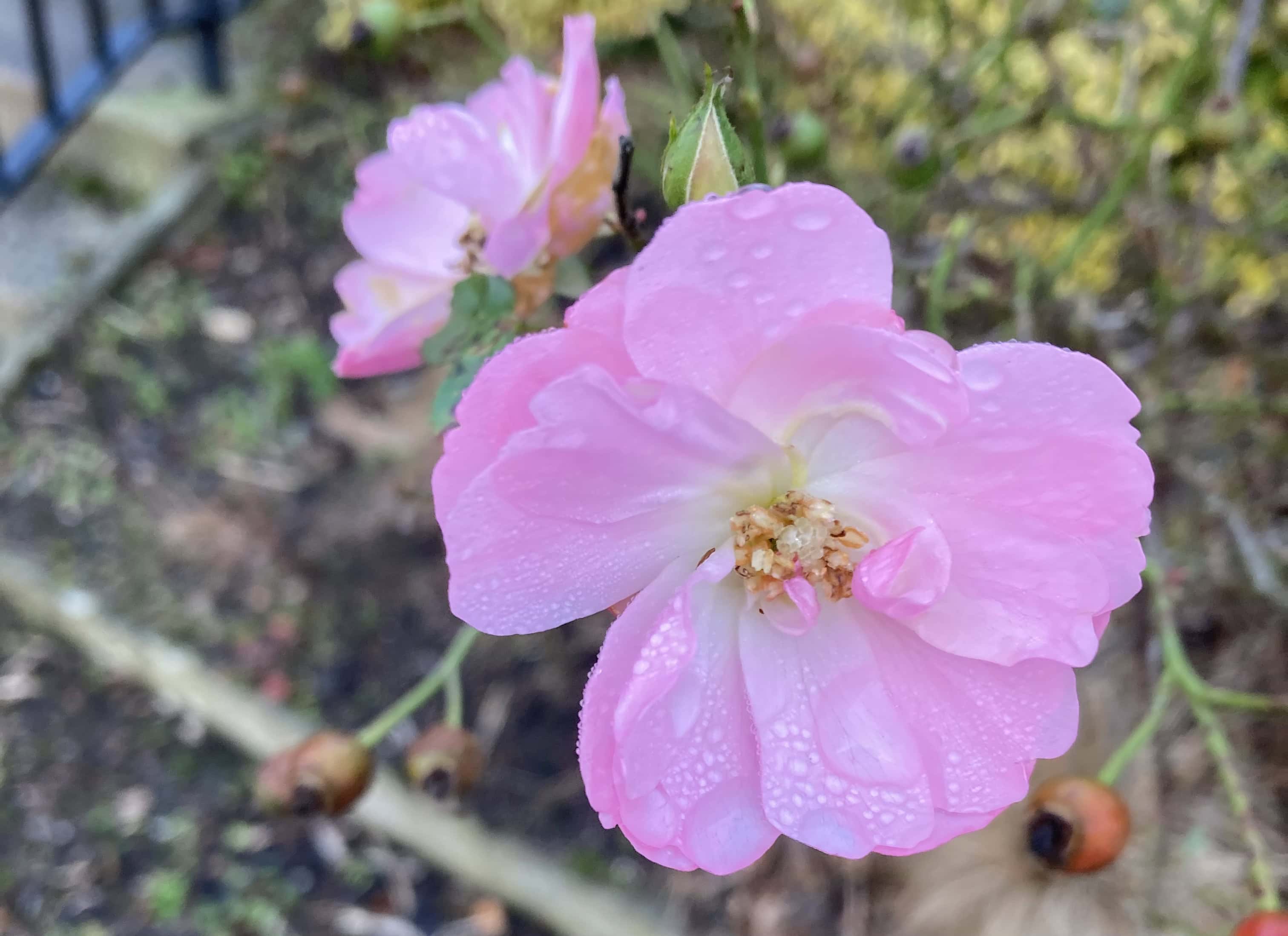 Pink Rose — FOTD Dec 04