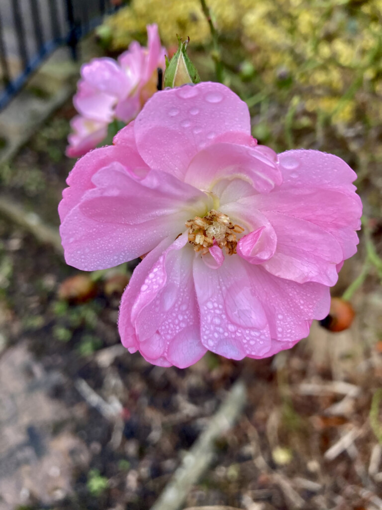 Pink rose & raindrops
