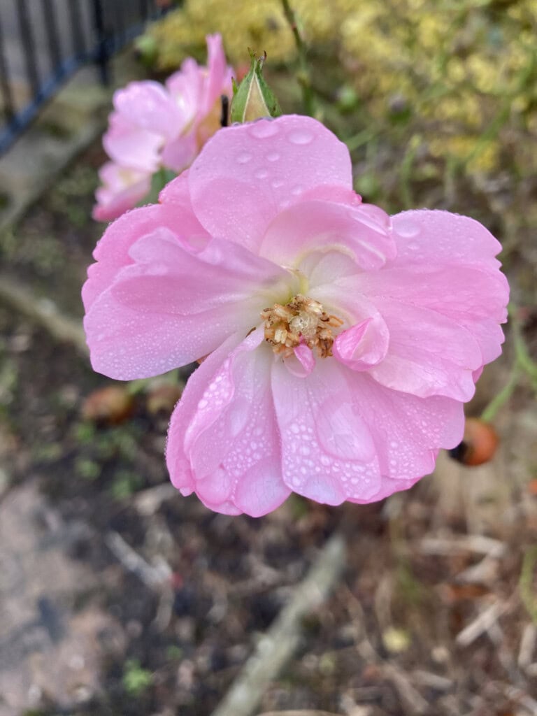 Pink Rose