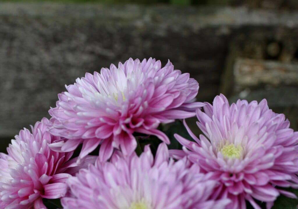 Pink Chrysanthemums