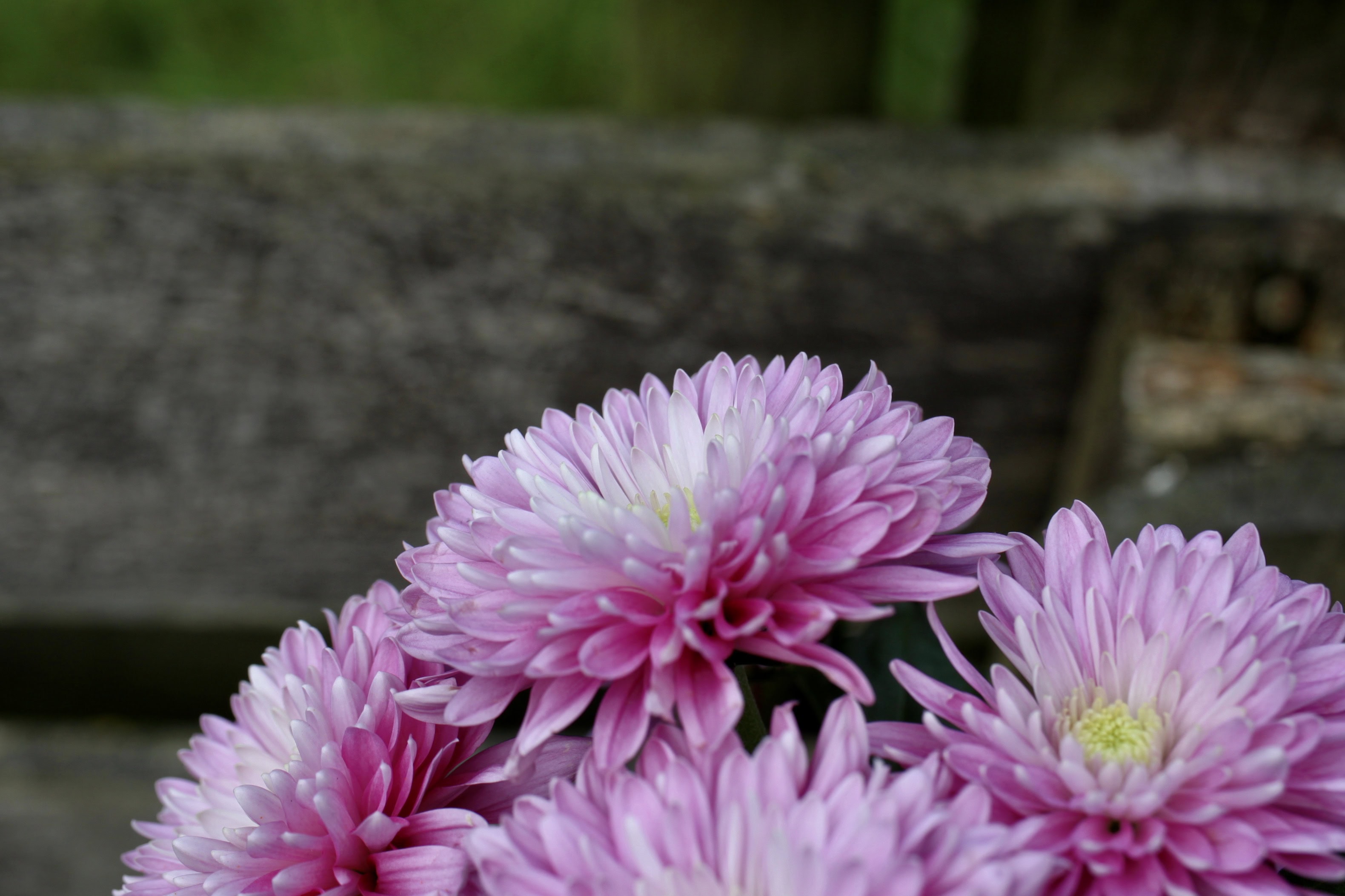 Pink Chysanthemums — FOTD Dec 08