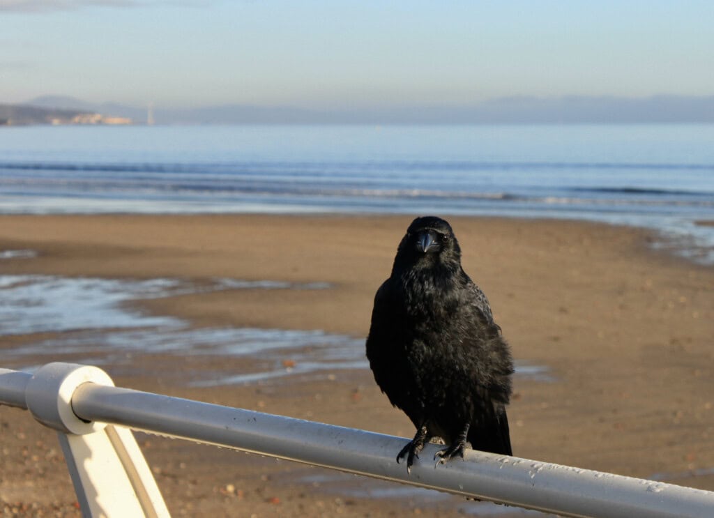 Raven at Kirkcaldy