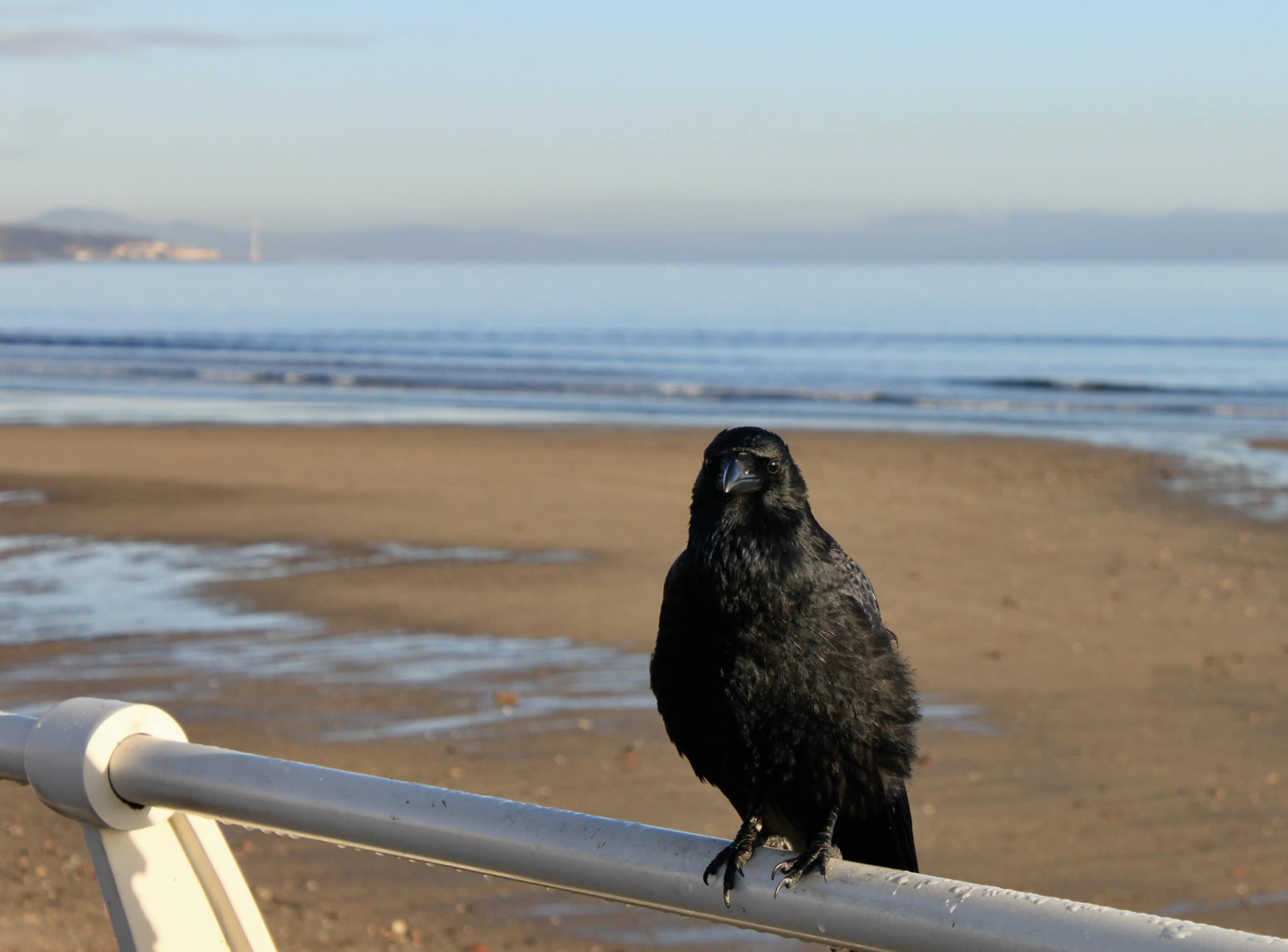 Photogenic Raven — Monday Portrait Dec 05
