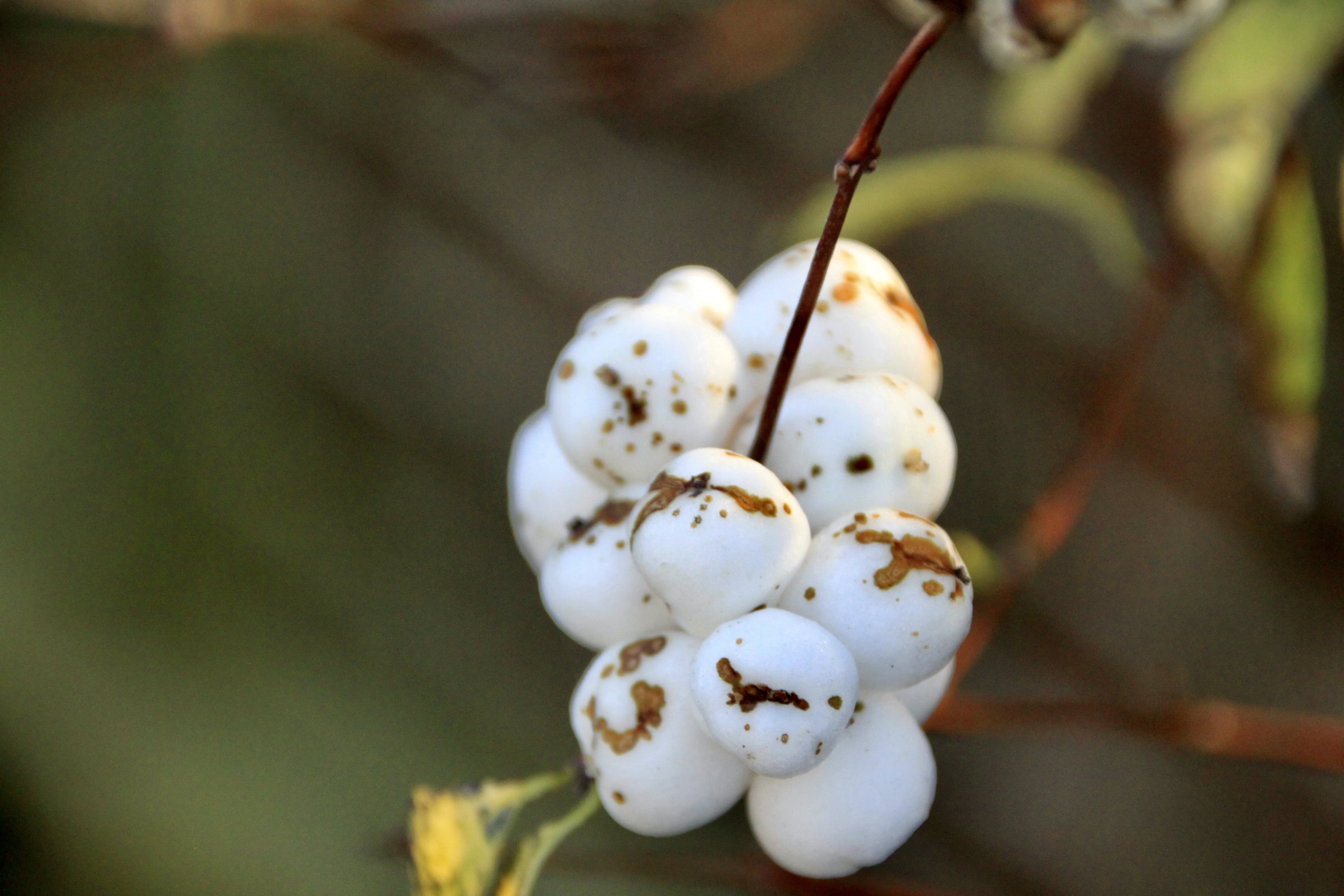 Snowberries — Macro Monday Dec 12