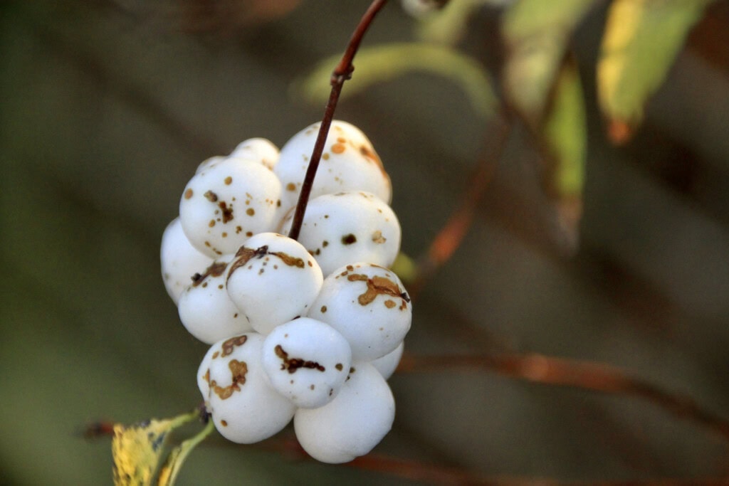 snowberries