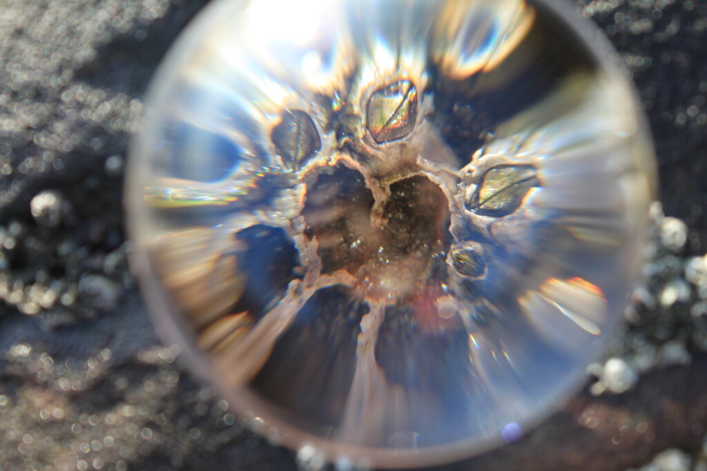 Lensball & barnacles