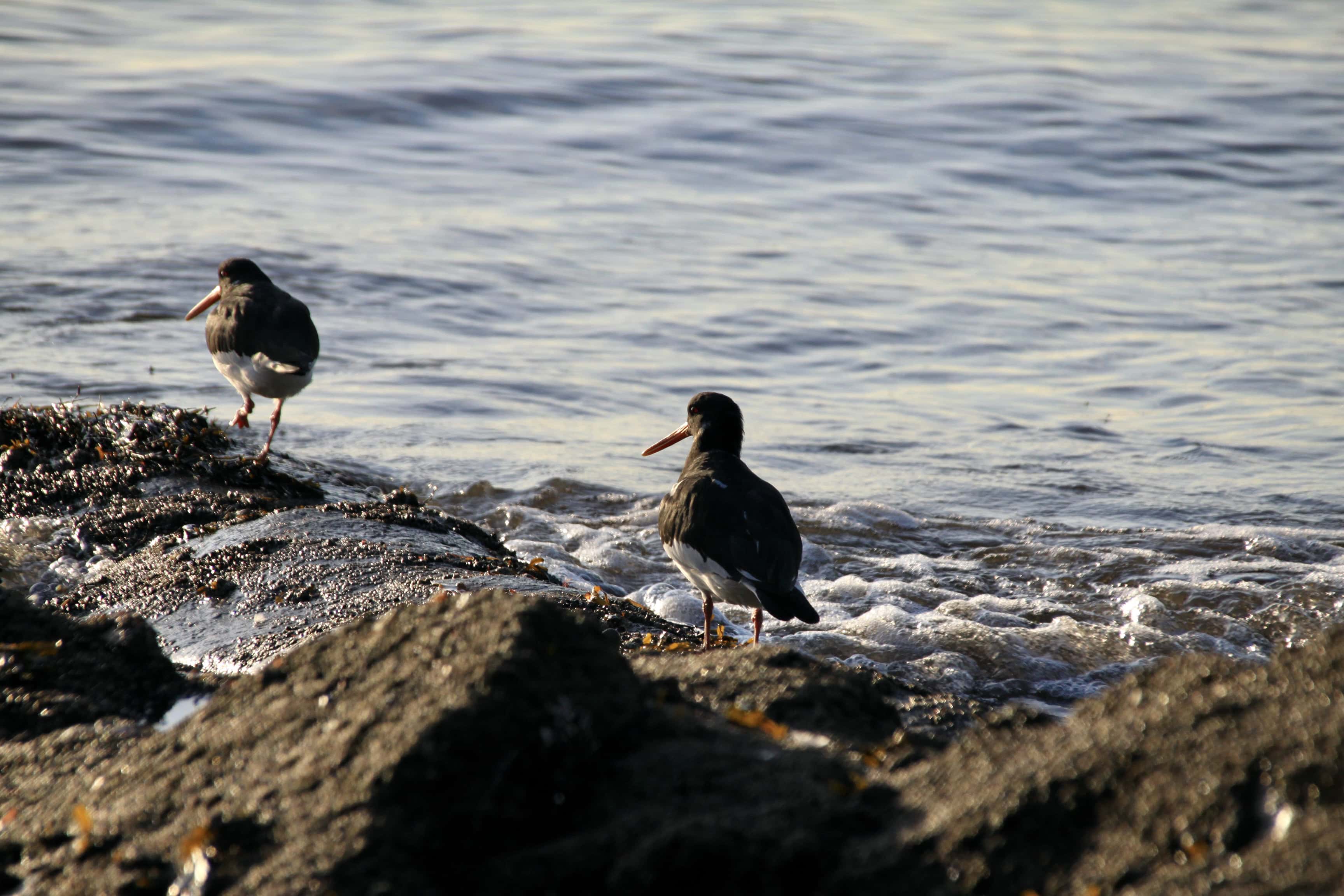 Oyster Catcher — Monday Portrait Dec 26