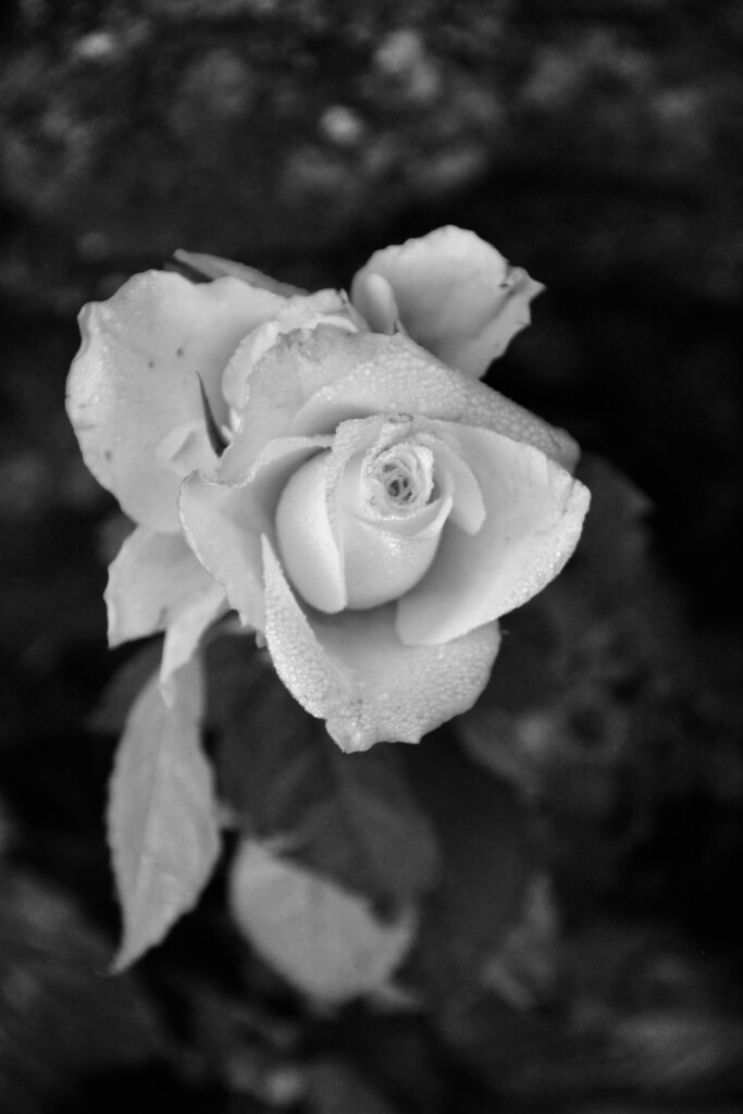 Dew covered rose