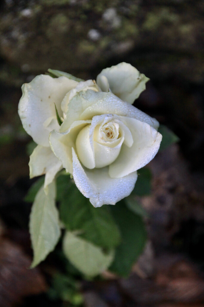 White rose