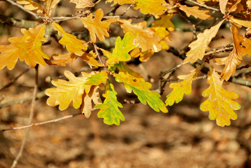 Oak leafs