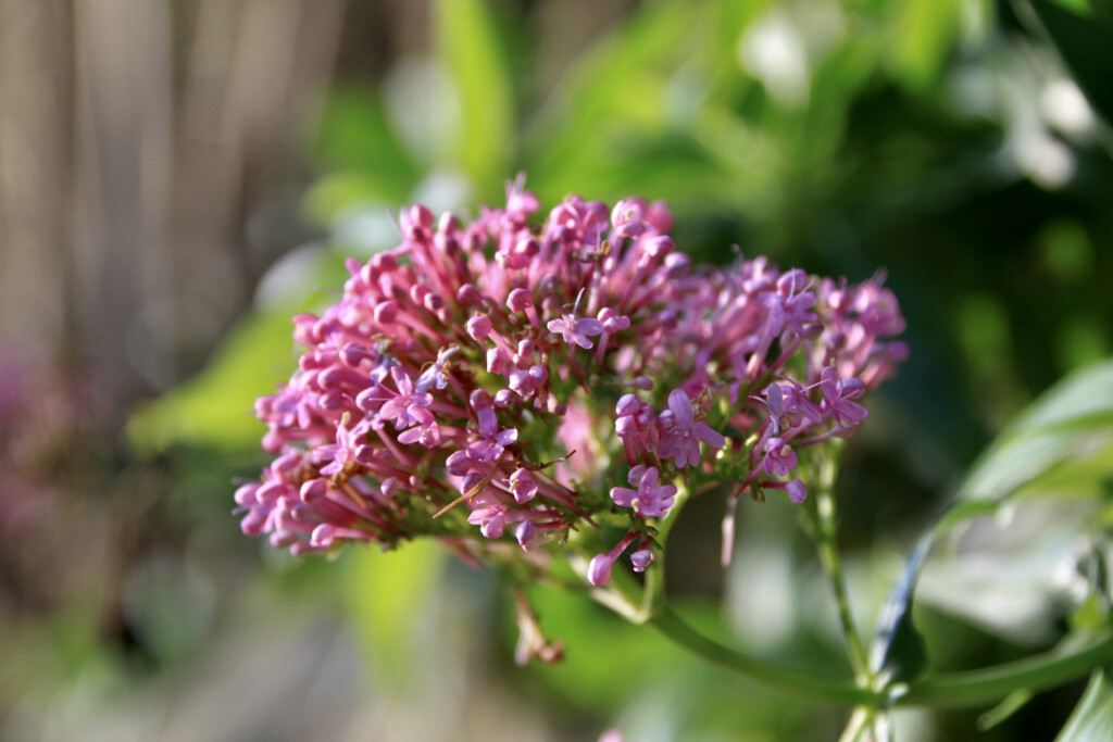 Red Valerian