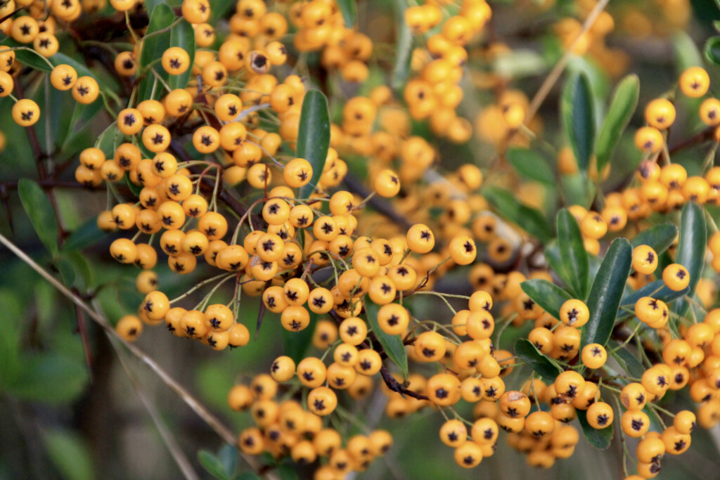 Orange Berries