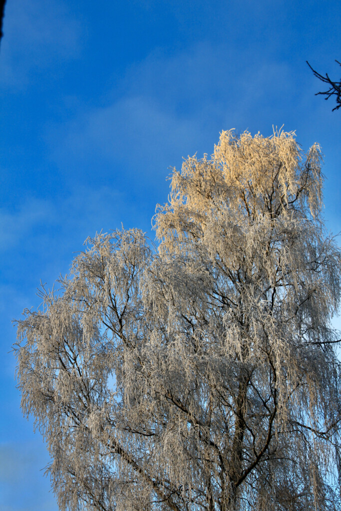 Frost coated trees