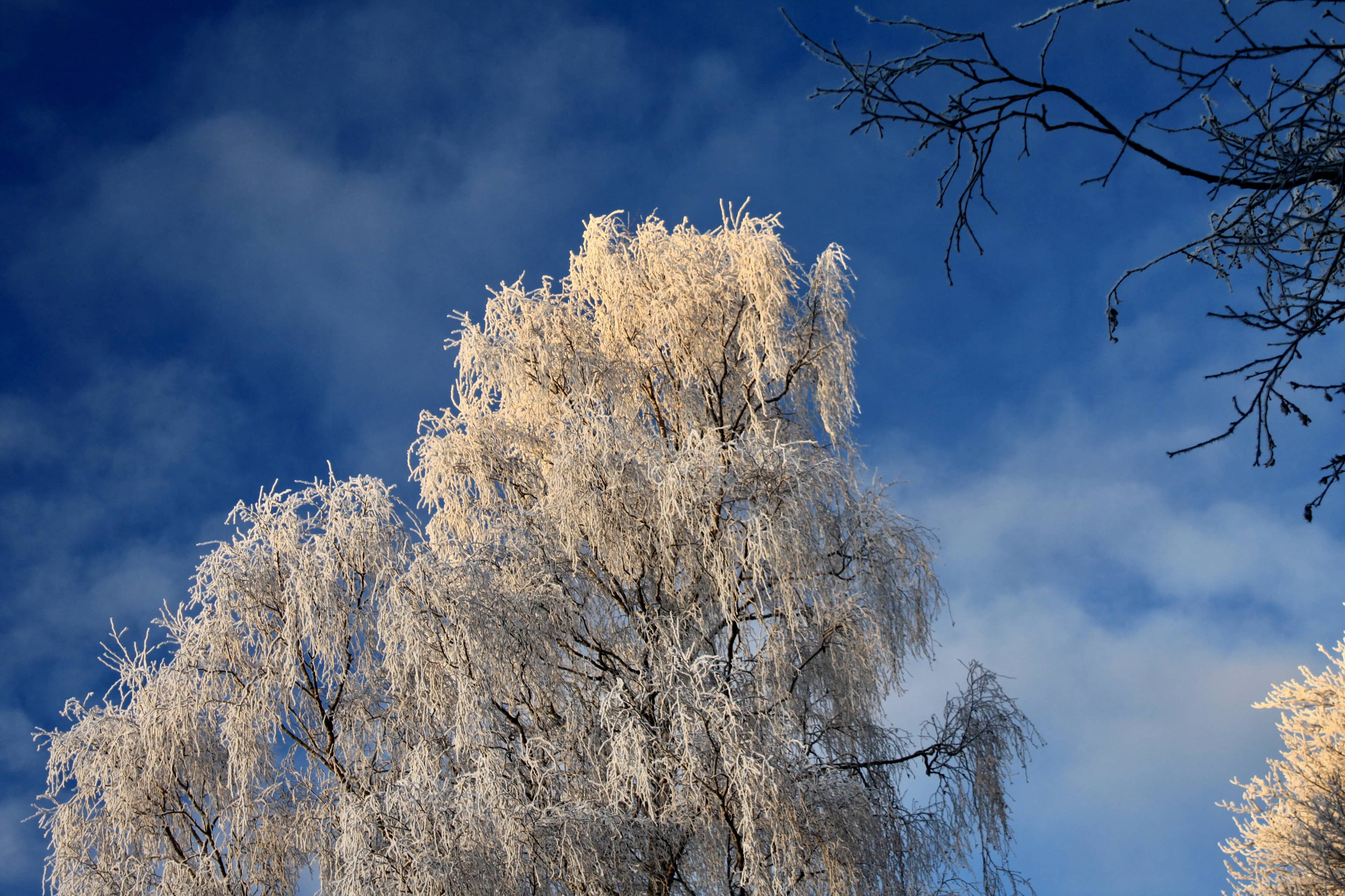 Frosty Treetops Lit by Evening Sun