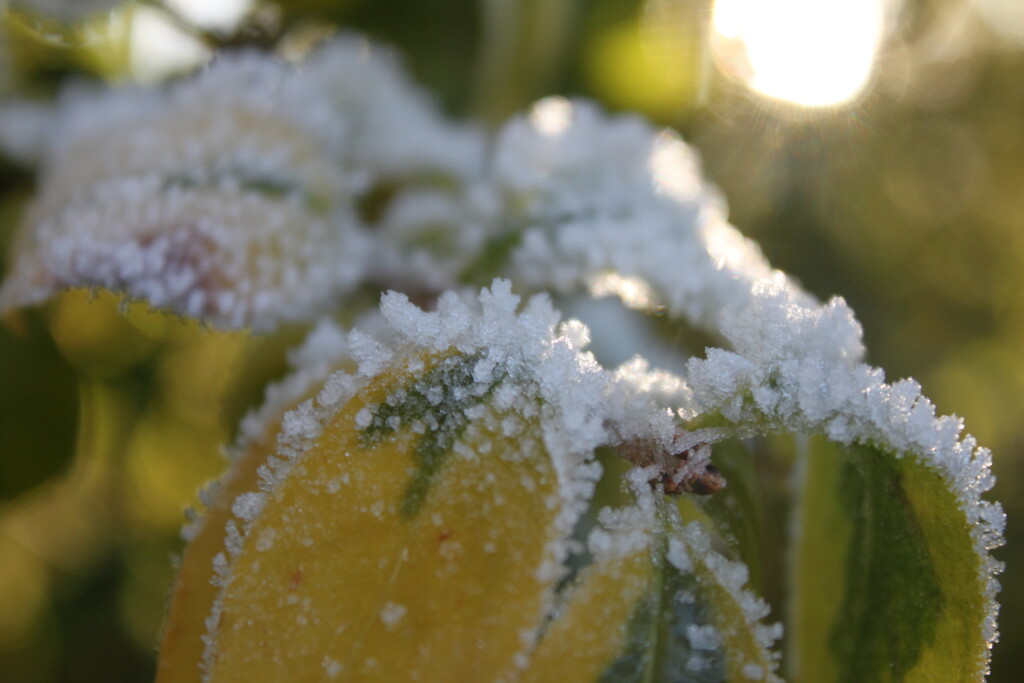 Frosty leafs