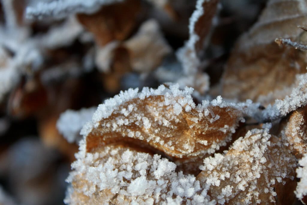 frosty leafs