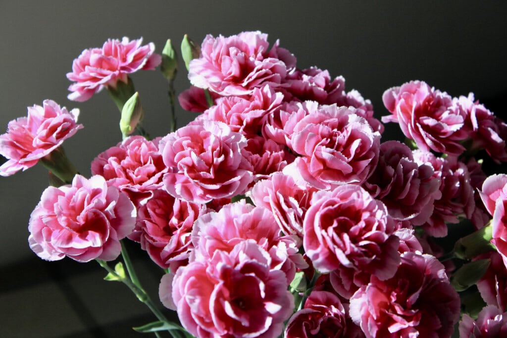 pink carnations