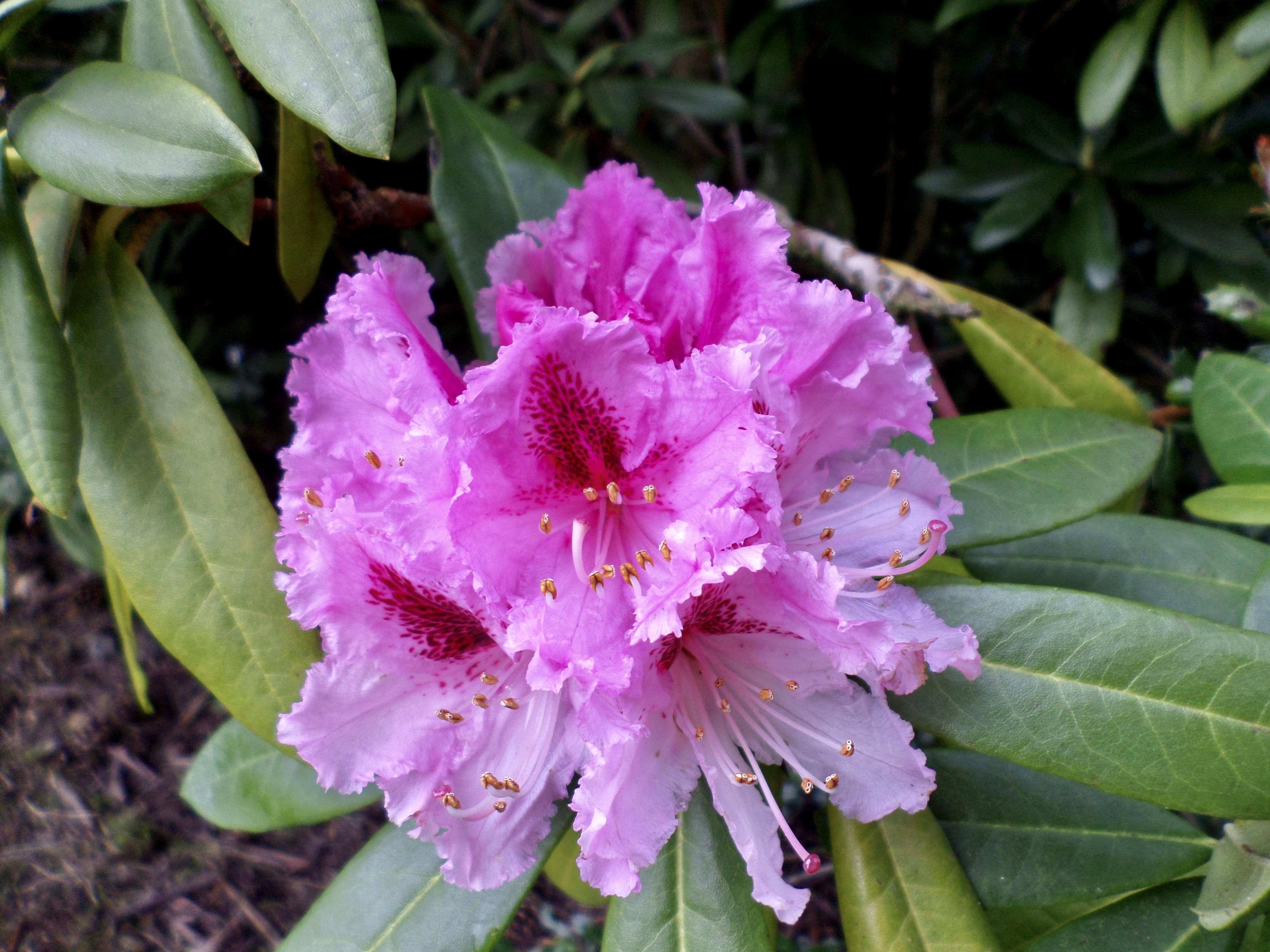 Pink Rhodie — FOTD Dec 09