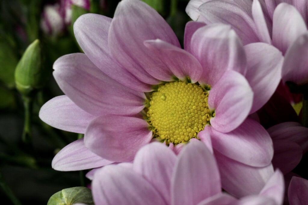 Chrysanthemums