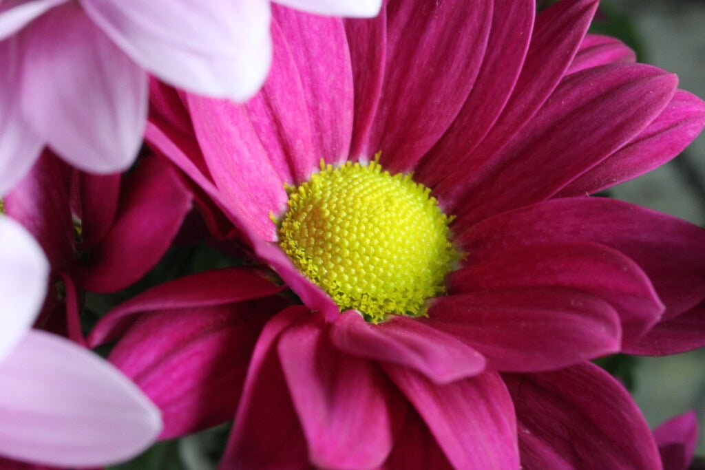 Chrysanthemums