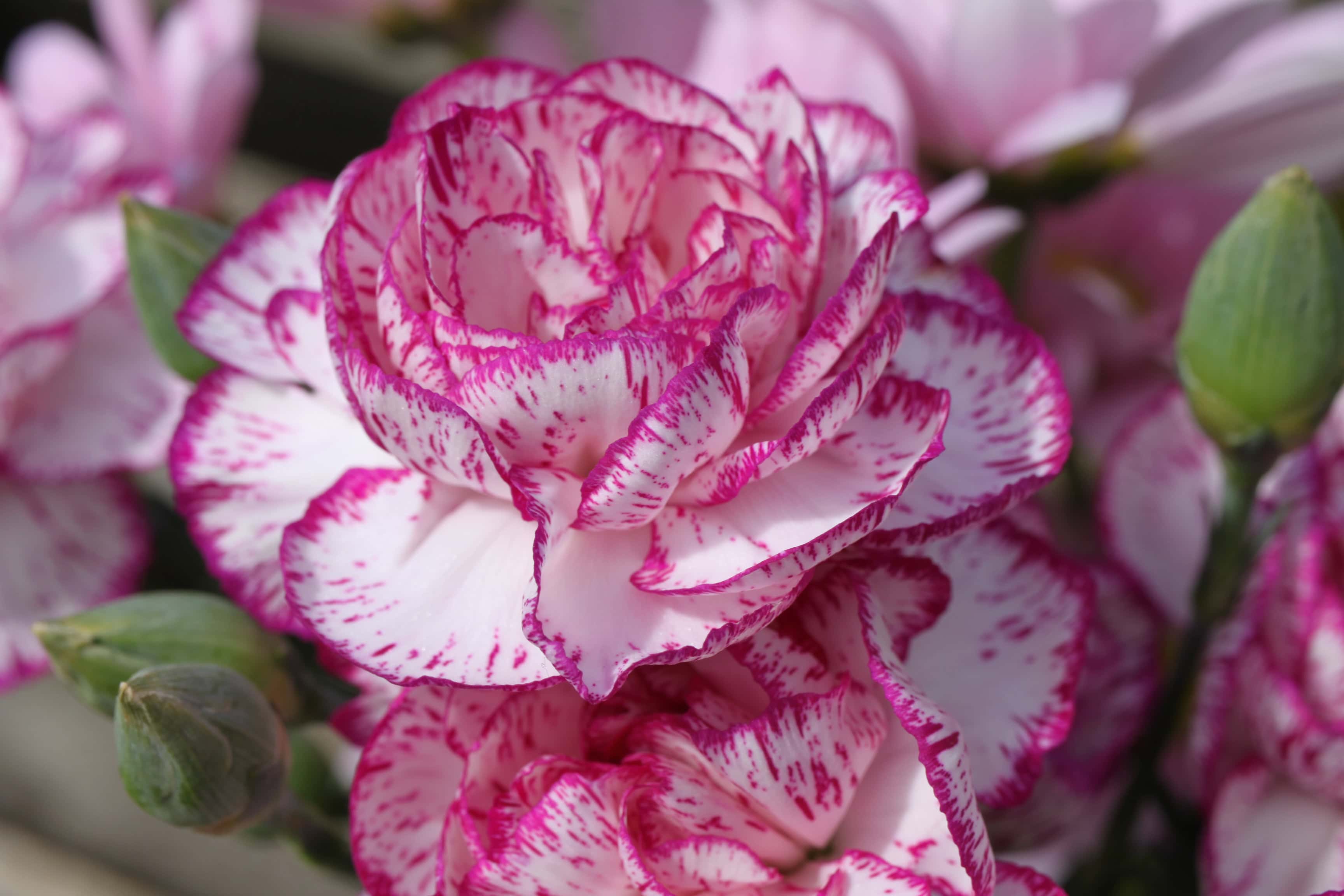 Carnations — Macro Monday Jan 02