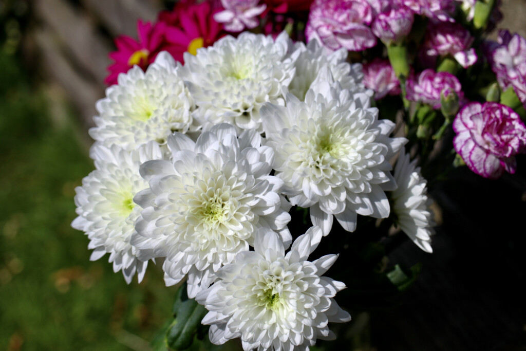 Chrysanthemums
