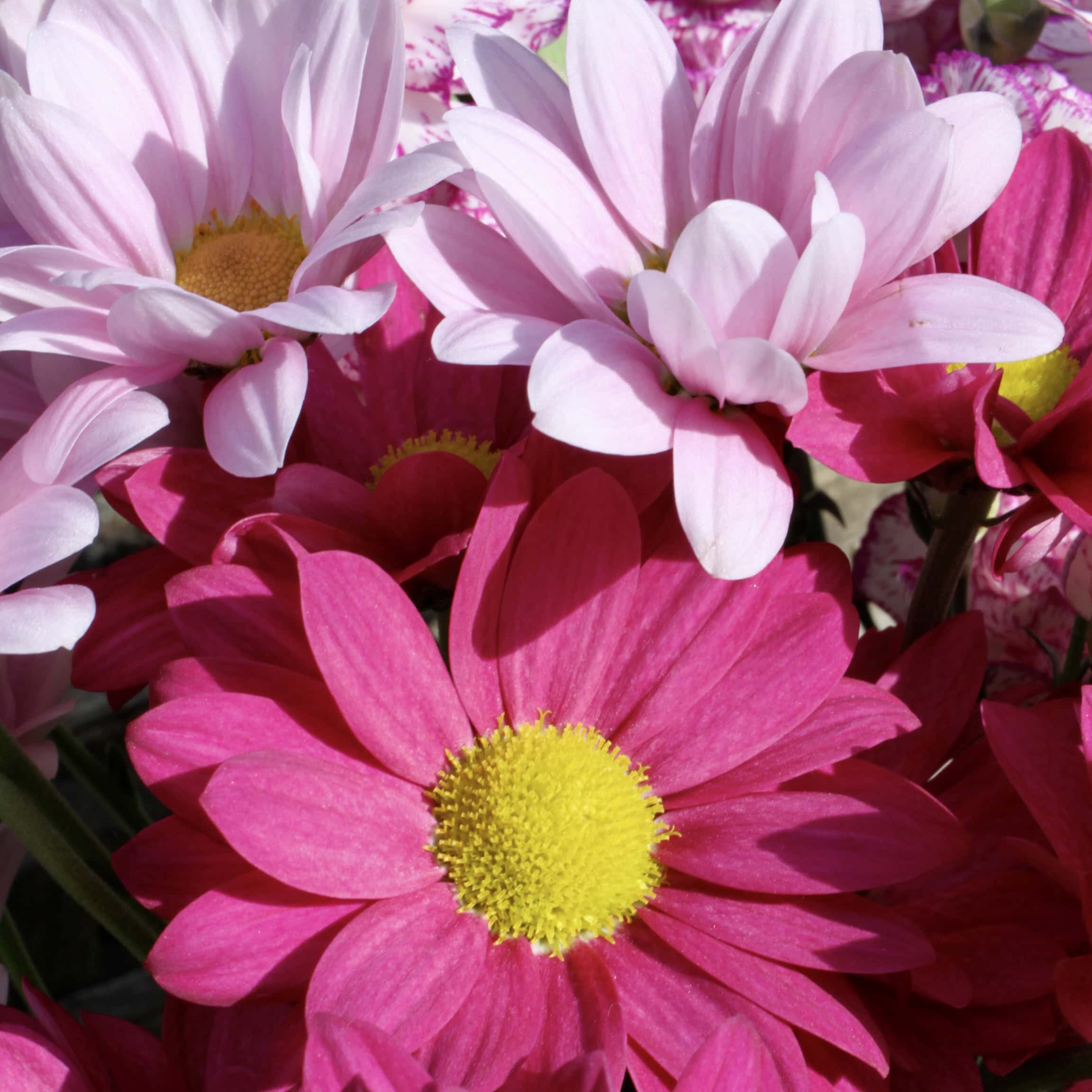 Chrysanthemums — FOTD Jan 28