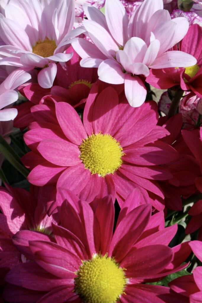 Chrysanthemums